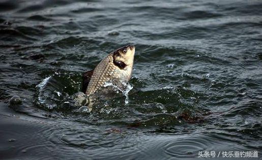 夏季野钓有绝招，快看这几招！  -图3