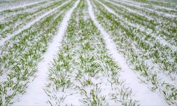 “小雪见3象，遍地坟头起”！今日小雪，过年冷不冷就看小雪表现  -图2