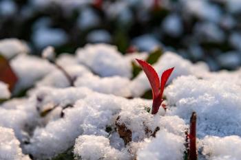 “小雪见3象，遍地坟头起”！今日小雪，过年冷不冷就看小雪表现  -图3