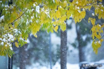 今日小雪  -图1